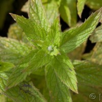 Spear Mint